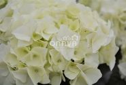 Hydrangea macrophylla Vanilla Sky, 17 cm podā