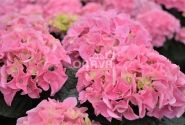 Hydrangea macrophylla Early Pink, 9,5 cm podā