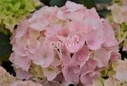 Hydrangea macrophylla Pink Sensation, 13 cm podā