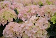 Hydrangea macrophylla Pink Sensation, 13 cm podā