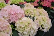 Hydrangea macrophylla Pink Sensation, 13 cm podā