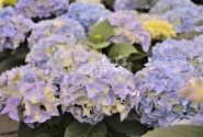 Hydrangea macrophylla Early Blue, 13 cm podā