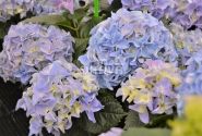 Hydrangea macrophylla Early Blue, 13 cm podā