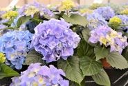 Hydrangea macrophylla Early Blue, 17 cm podā
