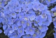 Hydrangea macrophylla Jip Blue, 17 cm podā