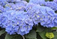 Hydrangea macrophylla Jip Blue, 17 cm podā