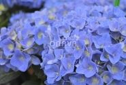 Hydrangea macrophylla Jip Blue, 9,5 cm podā
