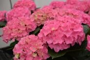 Hydrangea macrophylla Jip Pink, 13 cm podā
