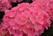 Hydrangea macrophylla Jip Pink, 13 cm podā