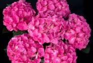 Hydrangea macrophylla Jip Pink, 13 cm podā