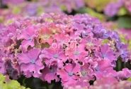 Hydrangea macrophylla Curly Sparkle Blue Purple, 13 cm podā