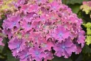 Hydrangea macrophylla Curly Sparkle Blue Purple, 13 cm podā