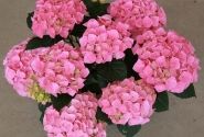Hydrangea macrophylla Sarena Pink, 9,5 cm podā