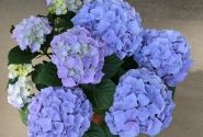 Hydrangea macrophylla Sarena Blue, 13 cm podā