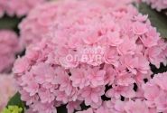 Hydrangea macrophylla Felina Pink, 13 cm podā