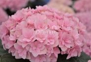 Hydrangea macrophylla Felina Pink, 9,5 cm podā