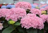 Hydrangea macrophylla Felina Pink, 9,5 cm podā