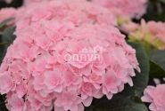 Hydrangea macrophylla Florentina Pink, 17 cm podā
