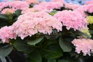 Hydrangea macrophylla Florentina Pink, 9,5 cm podā