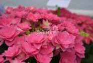 Hydrangea macrophylla Feather Pink, 13 cm podā