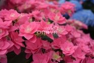 Hydrangea macrophylla Feather Pink, 13 cm podā