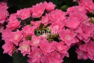 Hydrangea macrophylla Feather Pink, 17 cm podā