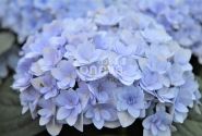 Hydrangea macrophylla Felina blue, 9,5 cm podā