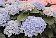 Hydrangea macrophylla Felina blue, 9,5 cm podā