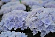 Hydrangea macrophylla Florentina blue, 13 cm podā