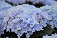 Hydrangea macrophylla Florentina blue, 9,5 cm podā