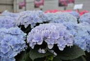 Hydrangea macrophylla Florentina blue, 9,5 cm podā
