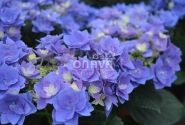 Hydrangea macrophylla Feather blue, 13 cm podā