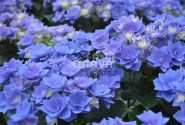 Hydrangea macrophylla Feather blue, 17 cm podā