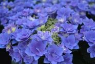 Hydrangea macrophylla Feather blue, 17 cm podā