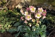 Helleborus iburgensis HGC Ice n Roses Rosetta