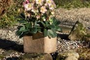 Helleborus iburgensis HGC Ice n Roses Rosetta