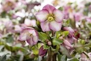 Helleborus glandorfensis HGC Ice N Roses Rose (19 cm)