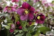 Helleborus glandorfensis HGC Ice n Roses Red