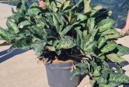 Helleborus glandorfensis HGC Ice n Roses Red