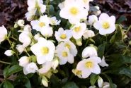 Helleborus niger HGC Jasper