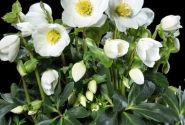 Helleborus niger HGC Jasper