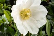 Helleborus niger HGC Jesse