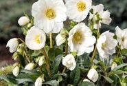 Helleborus niger HGC Jesse