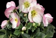 Helleborus lemperii HGC Winter Ballet Lola (13 cm)