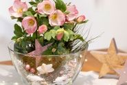 Helleborus lemperii HGC Winter Ballet Lola (13 cm)