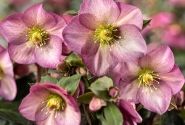 Helleborus glandorfensis HGC Ice N Roses Pink Promise (15 cm)