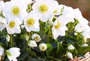 Helleborus niger HGC Jonas