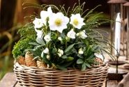 Helleborus niger HGC Jonas