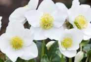 Helleborus niger HGC Diva