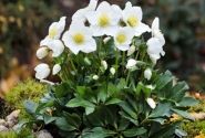 Helleborus niger HGC Diva